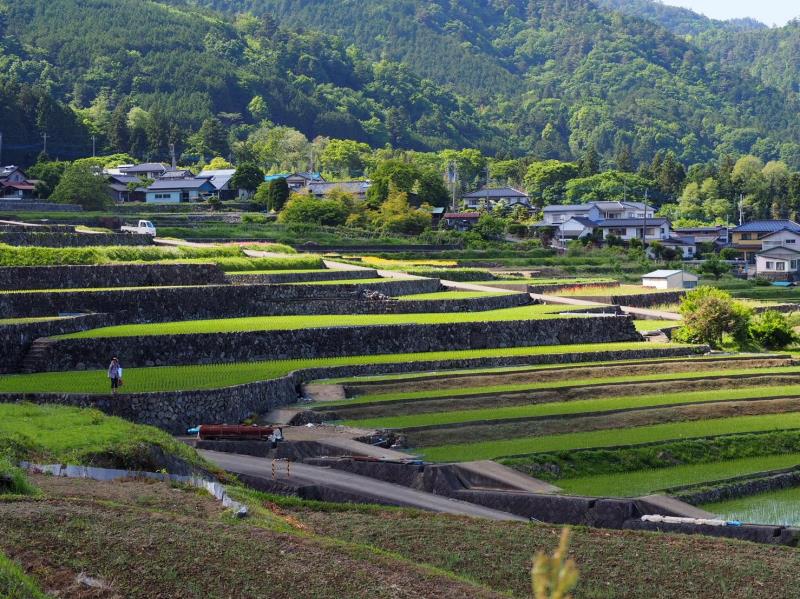 緑にあふれる棚田